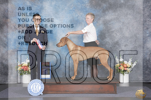 Rhodesian Ridgeback #11 Fri WD BOS NCH Judge Zhida Duan_WP_1910_Longview 2026