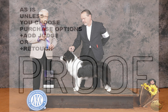 Border Collie #11 WD MW Judge Robert Frost_P2_9913e_Marshall 2026