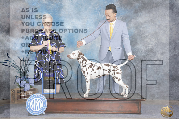 Dalmation #12 Sun BOB Judge Pamela Peat_WP_6846e_Waco 2026