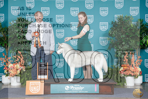 Siberian Husky #779 Thurs BOB Judge Joseph Allen_WP_7476e_UKC Premier 2026