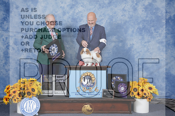 Japanese Chin #20 Thurs WB BOW NCH BPup Judge David Fitzpatrick_WP_7366e_Little Rock 2026