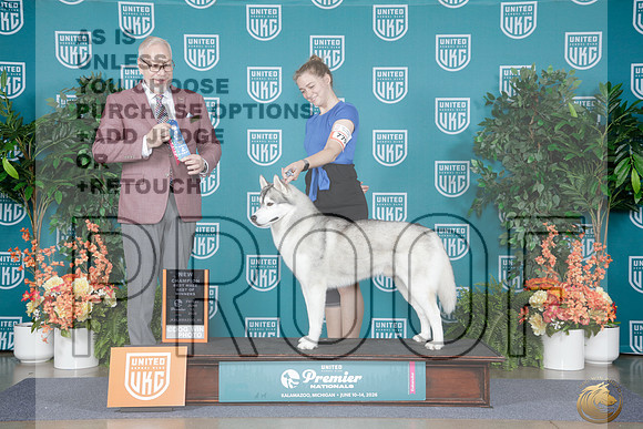 Siberian Husky #774 Fri BM BOW NCH Judge Gergory Wessel_WP_8040e_UKC Premier 2026