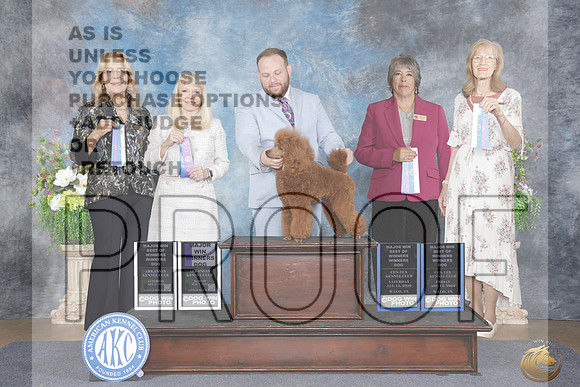 Poodle Miniture #9 Sat WD BOW Judge Debra Ferguson Jones_WP_5044e_Little Rock 2026