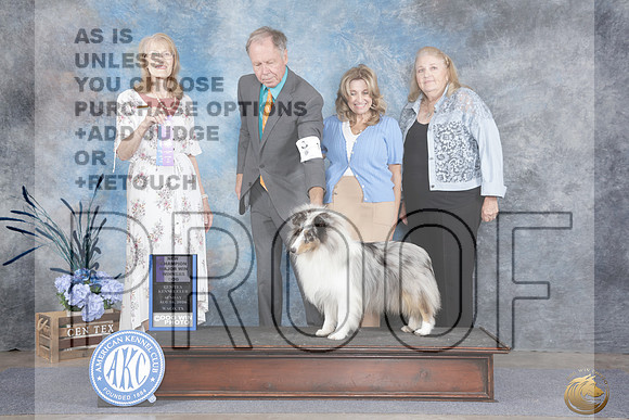 Shetland Sheepdog #15 Sun WD NCH Judge Nancy Simmons_WP_6797e_Waco 2026