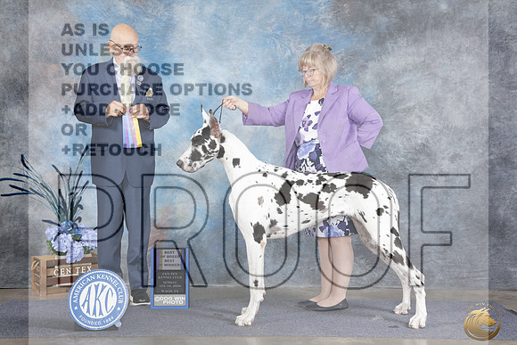 Great Dane #14 Sun WB BOW BOS Judge David Peat_WP_6522e_Waco 2026