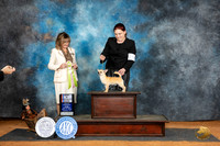 Chihuahua Smooth #25 BISweeps Judge Sheryl Kendrick