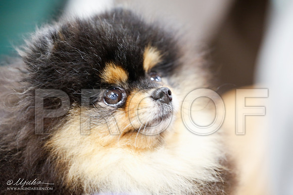 _JJ_0487-MdlndSept2015-HR3