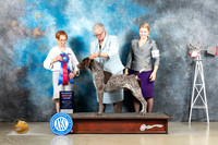 German Shorthaired Pointer #5 Sat RBIS Judge Sharon Derrick