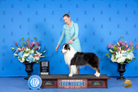 Australian Shepherd #31 SAT BOS M Judge Ann Yuhasz