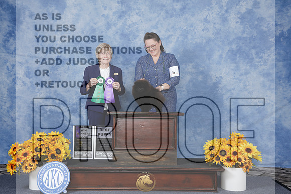 Pomeranian #5 Thurs WD M BPup Judge Sharon Masnick_WP_7453_Houston Tou Show 2026