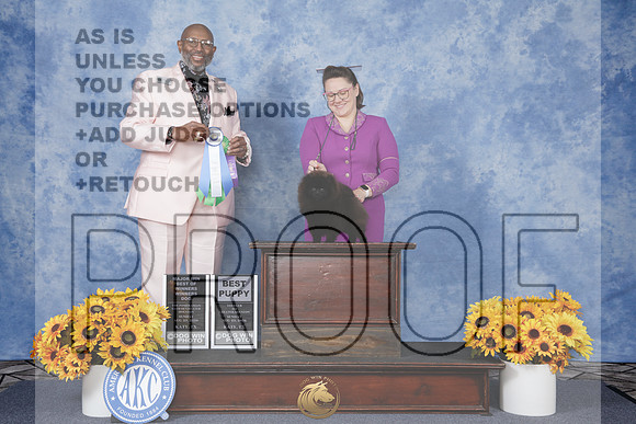 Pomerianan #31 Sun WD BOW M BPup Judge Richard Todd Jackson_WP_8259_Houston Tou Show 2026
