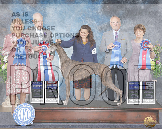 Greyhound #6 Fri BIS Judge Robert Hutton_WP_4124e_Little Rock 2026