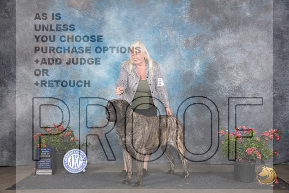 Mastiff #6 Sat WBBOWBOB Judge Paul F Willhauck__JP_5183_San Antonio_2024_HR3
