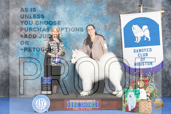 Samoyed #19 WED BOW Judge Annella Cooper__JP_7177_Houston_2024_HR3