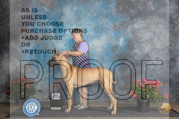 Great Dane # Fri Julia Kerr__JP_3957_San Antonio_2024_HR3