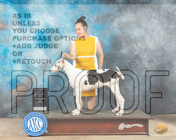 Great Dane #16 Fri PBOS Judge Thomson Stanfield-MMJ_2952-Addison2022-HR3