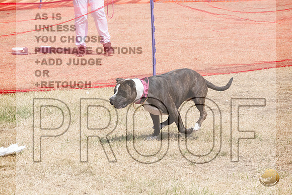 American Pitbull Terrier Percision Courcing Sat Longview WA 2024_JJL_3649_Longview WA_2024_HR3