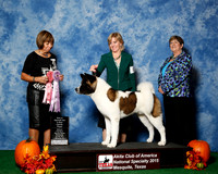 #11 Wed BOS Futurity Puppy Judge Ms Sylvia Thomas