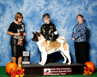 #28 Wed 2nd 9 to 12 Futurity Judge Ms Sylvia Thomas