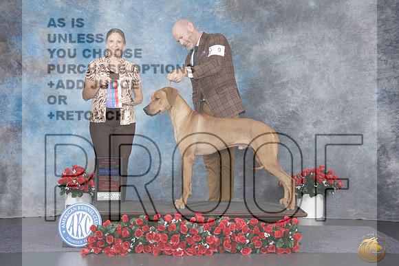 Rhodesian Ridgeback #9 Sat WD BOW Nch Judge Danelle Brown_WP_9539e_Tyler 2026