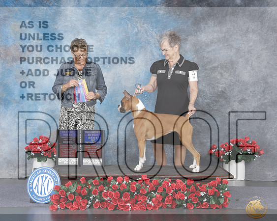 Boxer #14 Sat BOB OHBOB WB Judg Cathy Daugherty_WP_9683e_Tyler 2026