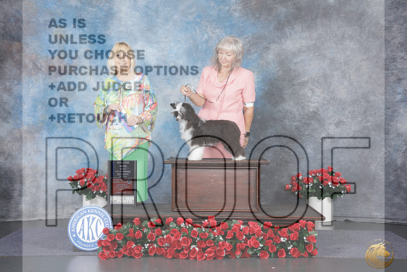 Chinese Crested #20 Sat WB BOW M Judge Edy Dykstra-Blum_WP_8846e_Tyler 2026
