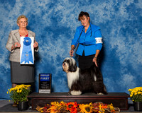 Tibetan Terriers #11 Sun G1 Villegas Alejandro Lynn Meyer M L Lafler Judge Mrs Rita Holloway