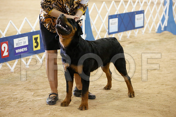 Rott-9216-HstnNov13-HR
