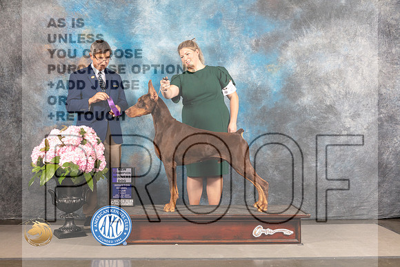 Doberman Pinscher #31 FRI WD NCH Judge RIchard Powell_MJ_5609_Houston_2022_HR3