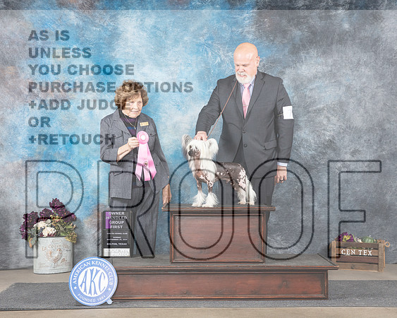Chinese Crested #7 Sun OHG1 Judge Donelle Richards-_JP_8085e_Belton2024-HR3