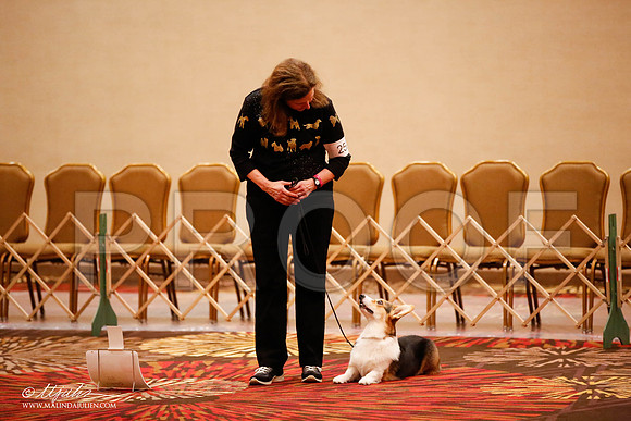 _JJ_7662-HstnCorgiFeb2015-HR3