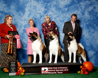 #73 Fri 1st Stud Dog JUDGE Ms Marion Dee Ward