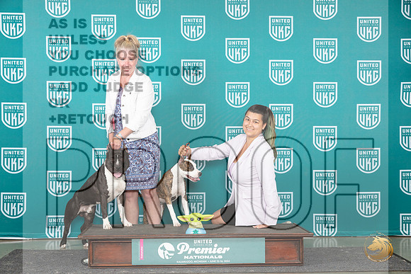 American Pit Bull Terriers #244__JP_2862_Premier_2024_HR3
