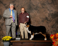 Australian Shepherd #15 Sat WD Barnes Judie and Charlie Barnes Judge Steven D Gladstone