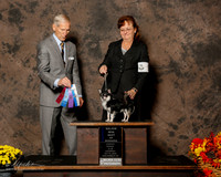 Chihuahua #5 Sat Maj BOW Hoover Kathy and Bruce Judge Joseph E Gregory