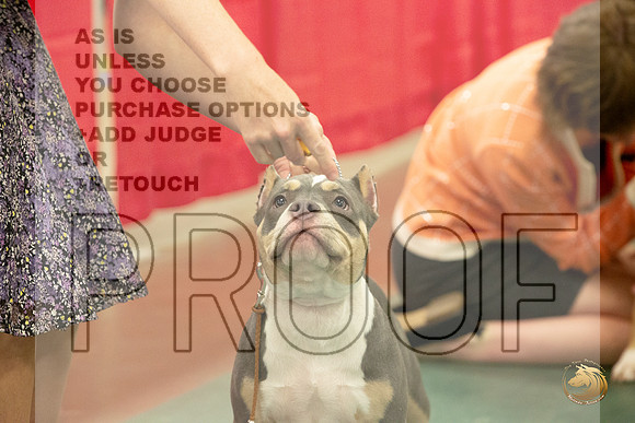 American Bully Puppy # Ringside Sat_JJL_3869_LongviewTX_2024_HR3