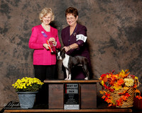 Boston Terrier #10 Sat BOS Galiga Marcia Judge Carmen D Blankenship