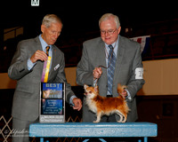 Chihuahua Long Coat #11 Sat BOB Calley Steven R Judge Joseph E Gregory
