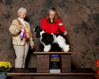 Cocker Spaniel #8 Sat BOB Rossi Stacey Blair Judge Gloria Kerr