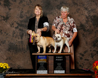 French Bulldog #7 and #10 Sat BOB Spindler ruth Judge Carmen D Blankenship