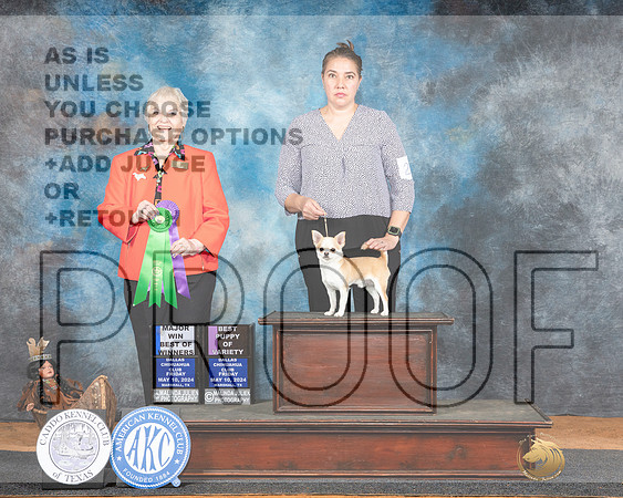 Chihuahua Smooth Coat #21 Fri WDBOW Judge Suzanne Dillin-_JP_7203e_Marshall_2024-HR3