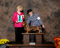 Dachsund wirehaired #5 Sat OH G3 Mike and charlee Helms Judge Carmen Blankenship