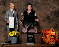 Border Terrier #5 sat G4 Elker Danielle and Robert and Suzanne Stebbins Judge Joseph E Gregory