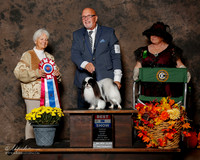 Japanese Chin #5 Sat BIS Fleming Balter Sheila and Dr Anthony Hewitt Agent Victor H Cohen Judge Gloria Kerr