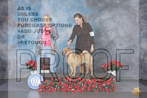 Chinese Shar Pei #6 Sat G2 Judge Carol Moser_WP_9306e_Tyler 2026