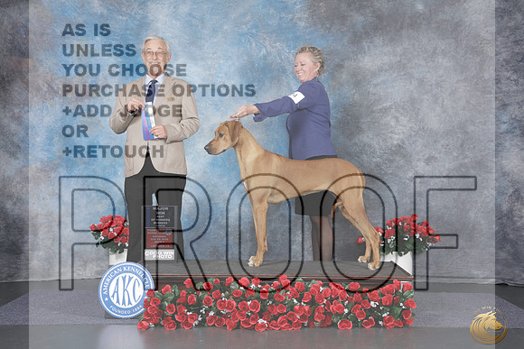 Rhodesian Ridgeback #24 Sat WB BOW M Judge Will Daugherty_WP_9147e_Tyler 2026