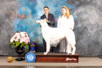 Borzoi #9 Sat BOB Judge Polly Smith