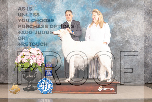 Borzoi #9 Sat BOB Judge Polly Smith_MJ_7167_Houston_2022_HR3