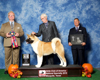 #19 Sat Best Puppy JUDGE William P Shelton