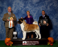 #73 Sat Best Vet Sel Dog JUDGE William P Shelton